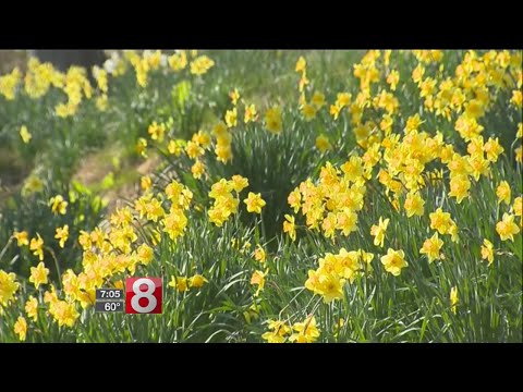 40th annual Daffodil Festival held in Meriden