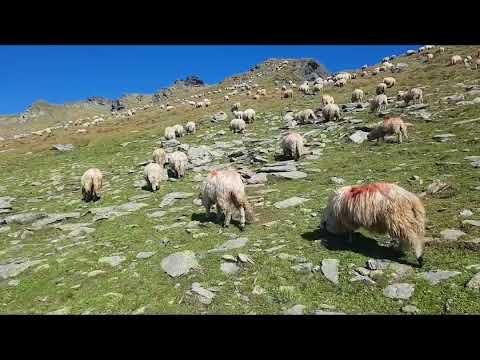 Muntii Fagaras - Varful Negoiu