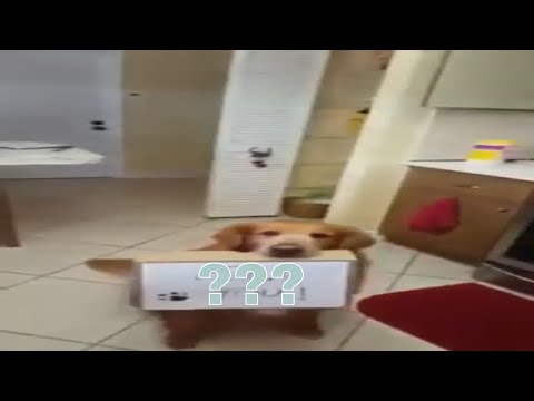 Wiadomość od psa
