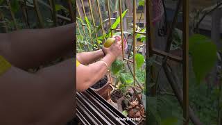 Download lagu Grapefruit Harvest Fresh from Balcony | #balconygarden  | #shorts mp3