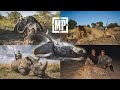 Africa S Big Five Lion Leopard Rhino Elephant Cape Buffalo Mark V Peterson Hunting