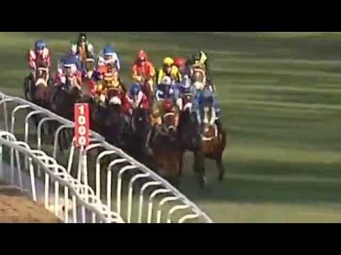 2015.08.01 Gold Cup (RSA) - Wild One