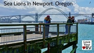 preview picture of video 'Checking out the Sea Lions in Newport, Oregon'