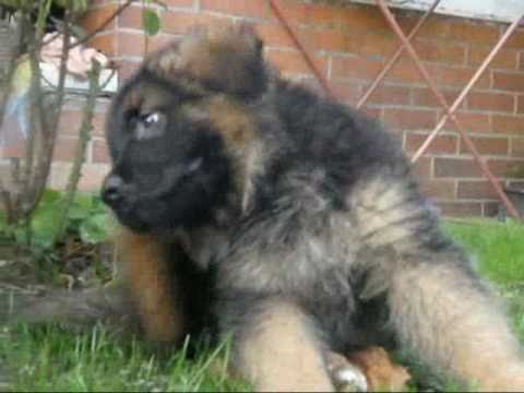 ???? Jan Werich & Hodné štěně (Carlo z Folinku)