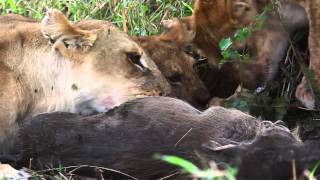 Lions eating in the Serengeti