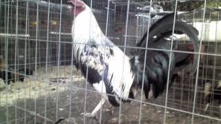 Patas verdes, cola blanca... Esto es la Granja 7