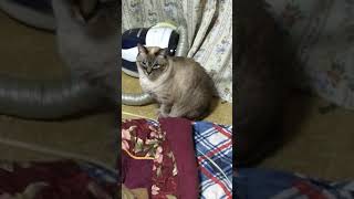 猫の日常（ミースケ）