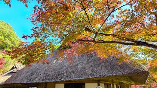 九年庵紅葉 2023