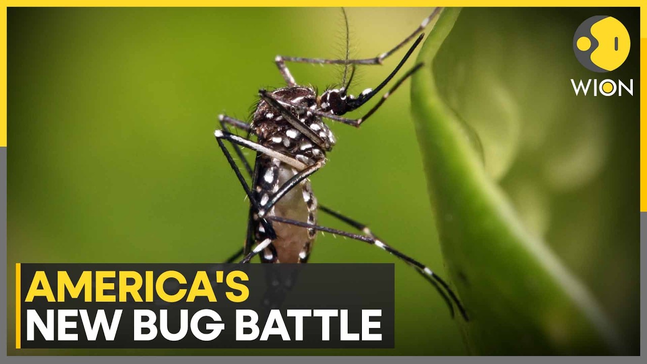 WHO Sounds Alarm Over Rising Mosquito-Linked Deaths Worldwide | WION News