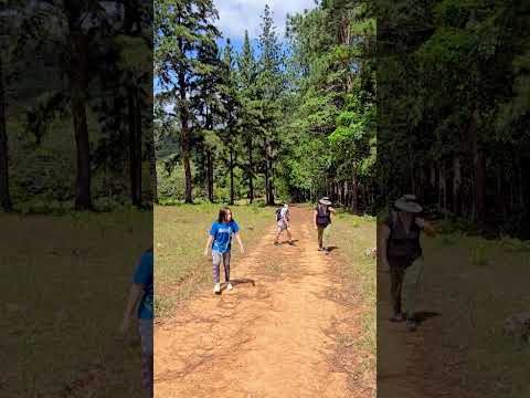 Reserva Forestal El Montuoso, Chepo, Provincia de Herrera, Las Minas, Panama