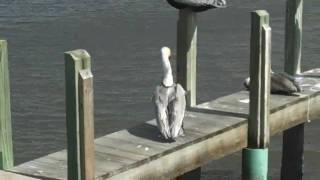 preview picture of video 'Birds We Saw On Chokoloskee Island'