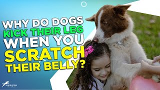 Why Do Dogs Kick Their Leg When You Scratch Their Belly?