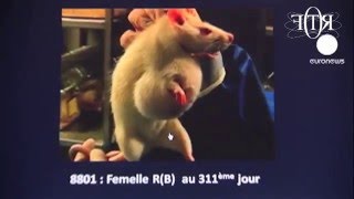 rat race, the monsanto's experience#Rotf la chaîne n°14