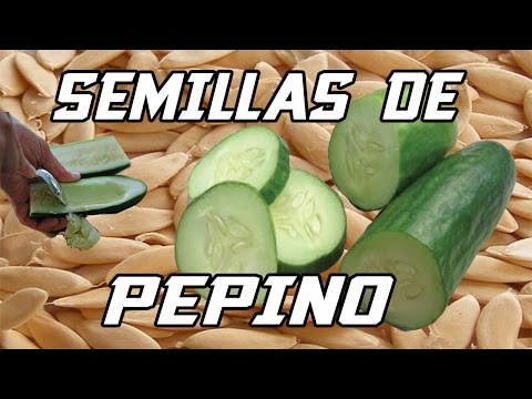 , title : 'Como Extraer Semillas De Pepino || Semillas Orgánicas || La Terraza De Jose'