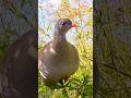 Lambu, Nambu, Inhambu Pé vermelho, Piando baixo #nordeste #aves #inhambu #nature