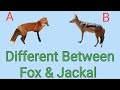 What Is The Difference Between Fox Jackal What Is The Difference Between Fox And Jackal