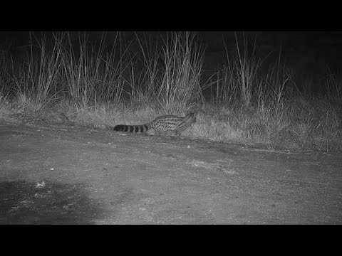 Djuma: Large Spotted Genet on the prowl - 20:52 - 06/07/19