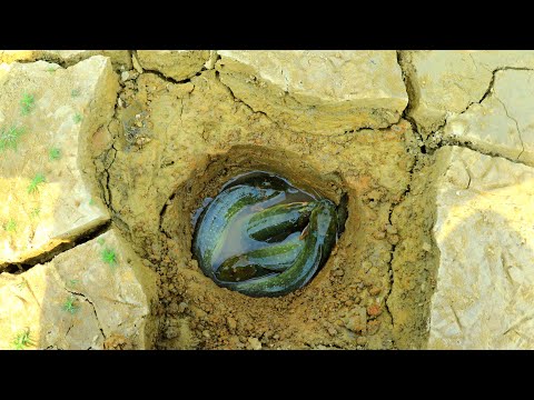 Lucky Day I Found Dry Pond In Rice Fields & Found A Lot Red Fishes In Underground Dry Season Fishing