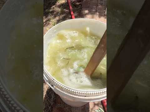 Create Rooting Hormone Tea Using Aloe and Willow for DIY Gardening