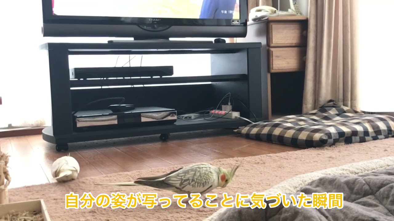 もう1羽いたなんて聞いてない