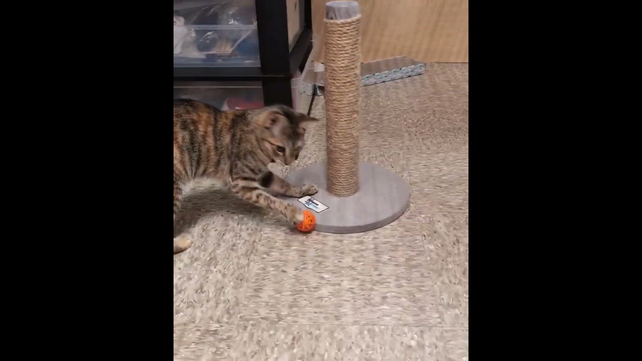 Enlarge Skittles, an adopted Domestic Short Hair in Pearland, TX video 6/6