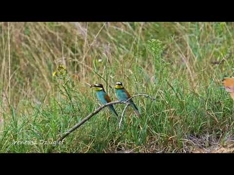 Żołna zwyczajna i dudek    (Merops apiaster) & (Upupa epops)