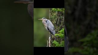 Download lagu How to blur background in photoshop #tutorial #photoshop mp3