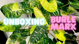 Variegated Burle Marx Unboxing!