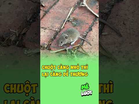 Chuột càng nhỏ thì lại càng dễ thương | Mê Lướt