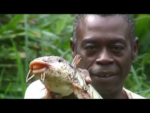 Au Gabon Pêche à la Tappée