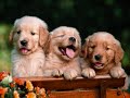 Mandingo%20-%20Ojos%20de%20Perrito