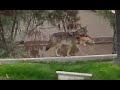 Leopards and coyotes attack dogs and cats caught on camera |  Bonus Footage Dog attacks grizzly bear