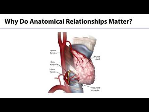 Anterior Neck LO - Thyroid and Parathyroid Glands