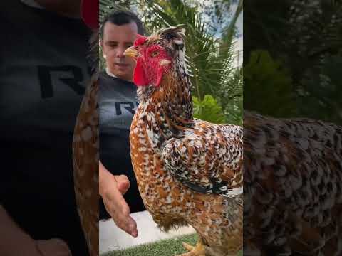 essas são as aves do criatório aurora adquirido da Bahia baixa grande