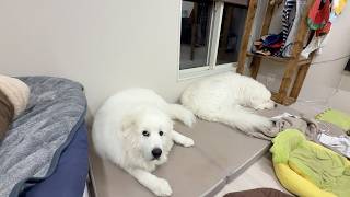 一緒に寝てもいいよとアルから半分ベットを譲ってもらったロイです