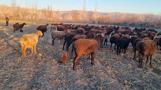 look what these little sheep are doing.