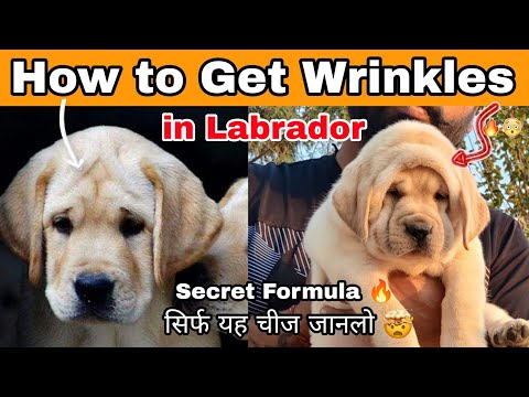 How to get wrinkles in Labrador | Secret formula | tips in hindi