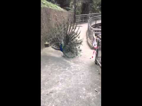 Merak, peacock, bird of paradise?