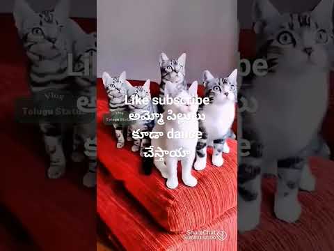cats also will do dance performance #viralshort #trending #youtubeshort #