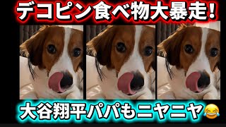 デコピン食べ物大暴走！大谷翔平パパもニヤニヤ😂