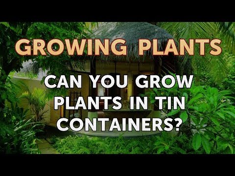 How to Nurse a Dying Ivy Plant Back to Life