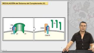 12.3 EL SISTEMA DE COMPLEMENTO Y SUS RECEPTORES (II)