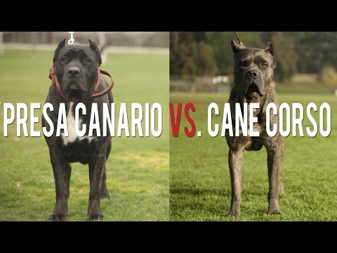 PRESA CANARIO VS. CANE CORSO IN A BATTLE OF THE ULTIMATE CATCH DOGS