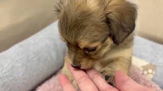 ハーフ犬の動画01