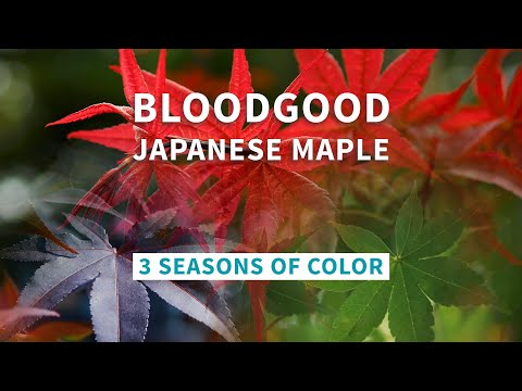 Bloodgood Japanese Maple | 3 Seasons of Color