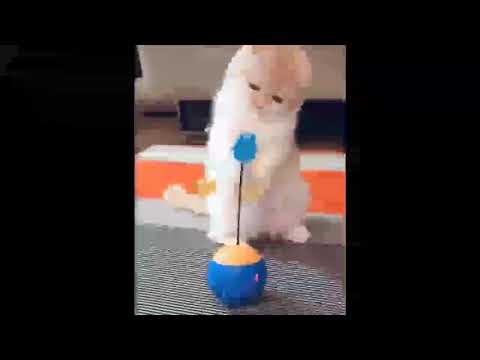 Laughing at funny cats .. watching funny animals