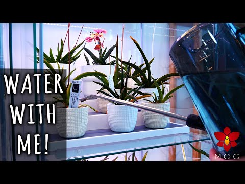 Watering my Orchids - How I do it & what I use! + About using aquarium water