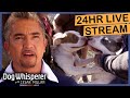 Best Advice From The Dog Whisperer Cesar Millan