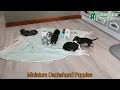 Miniature Dachshund dogs for sale: Jackson - Video 1