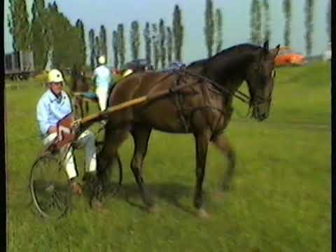 SOMBOR - KONJSKE TRKE - 10.06.1984.